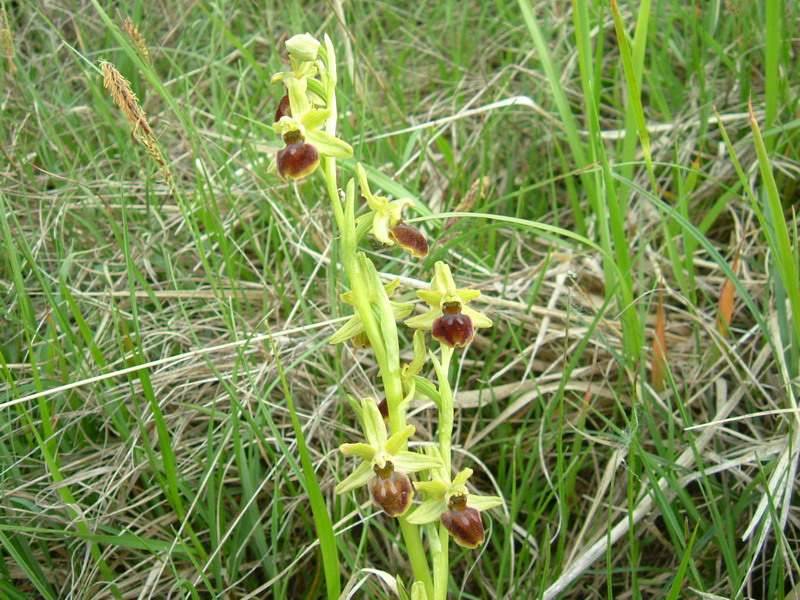 Ophrys sphegodes